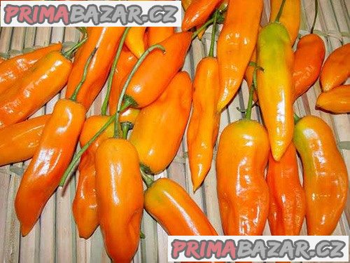 Chilli Aji Amarillo - semena