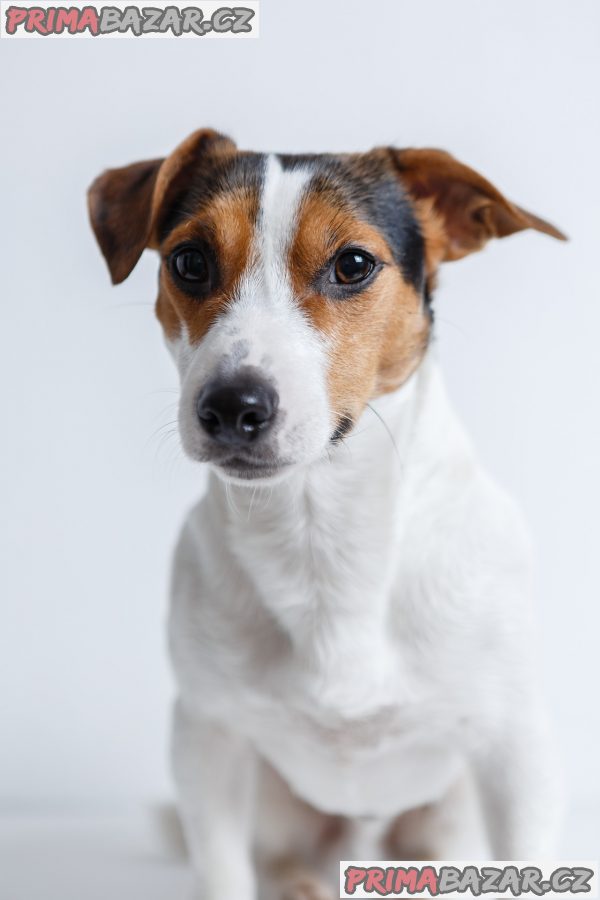 Domény Jackrussel.cz + Jack-russel.cz