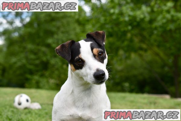 Domény Jackrusselterier.cz + Jack-russel-terier.cz