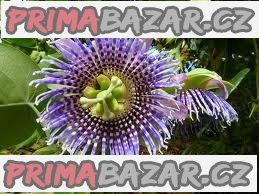 passiflora-ligularis-semena