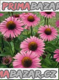 Echinacea Purpurea - semena