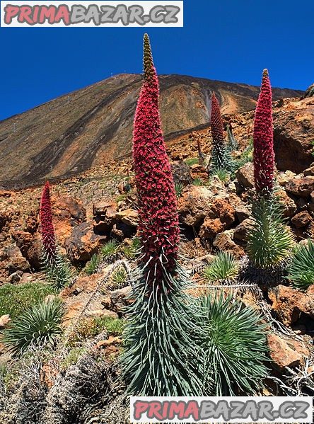 Echium Wildpretii - semena