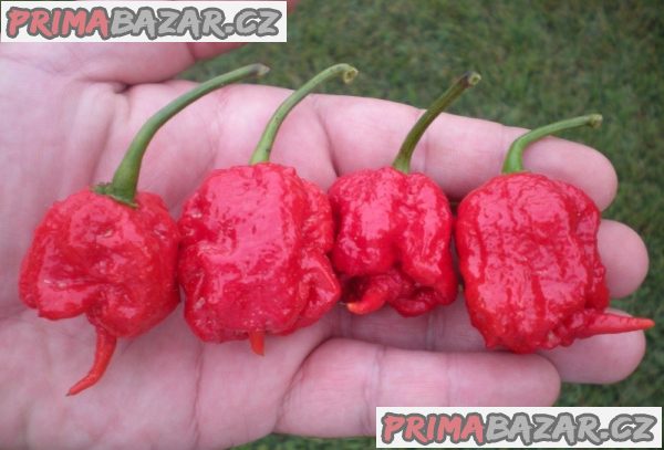 chilli-carolina-reaper-semena