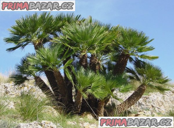 chamaerops-humilis-naklicena-semena