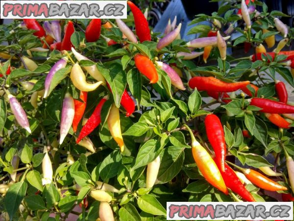 Chilli Aji Omnicolor - semena