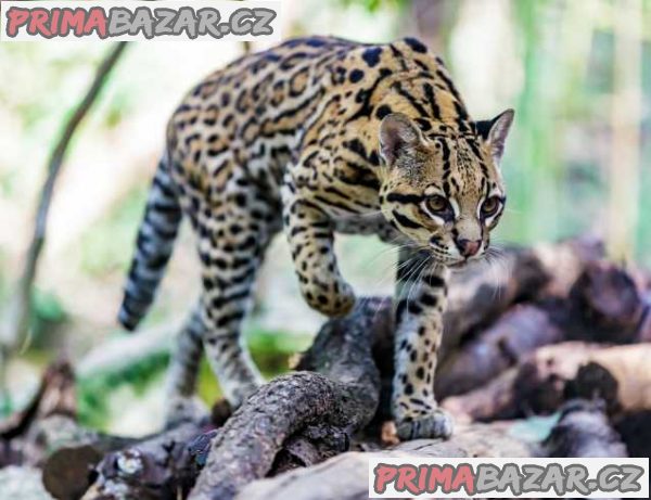 kotata-ocelot-na-prodej