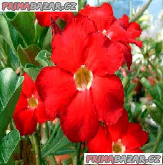 Adenium Dark forest - semena