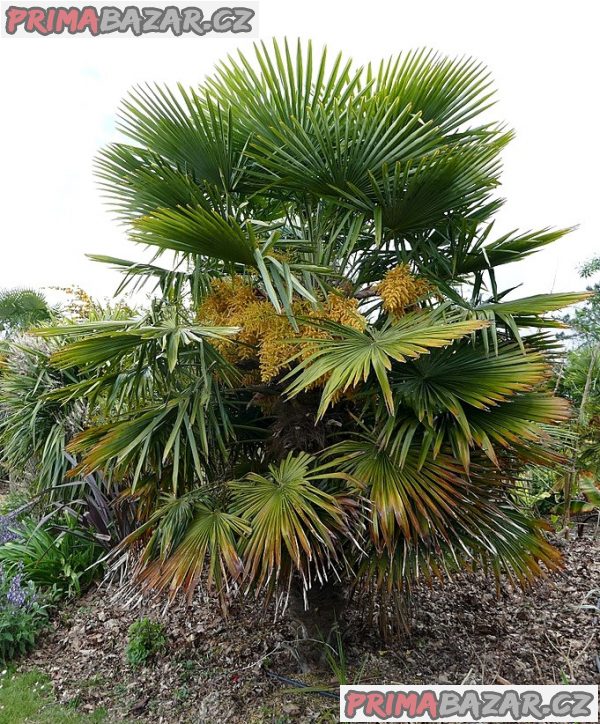 Palma trachycarpus fortunei - naklíčená semena (velké balení)
