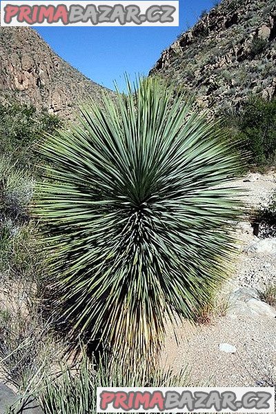 Yucca Elata - semena