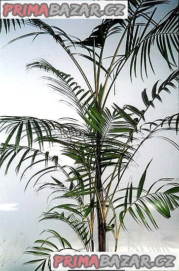 Dypsis arenarum - semena