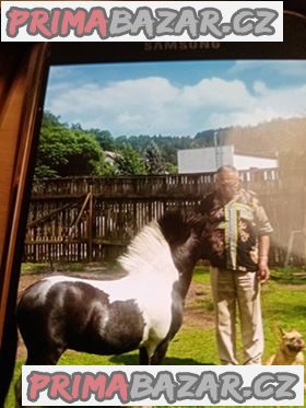 prodám american minihorse prodám american minihorse