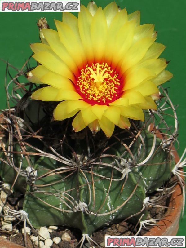 Kaktus Astrophytum capricorne - semena