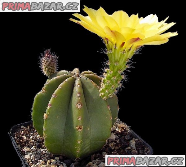Kaktus Echinocereus subinermis - semena