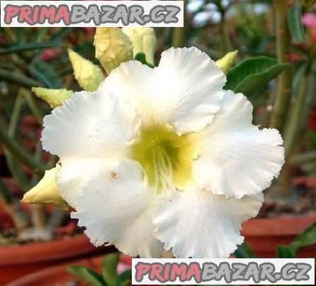 Adenium Artic snow - semena