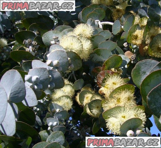 Eucalyptus Pulverulenta - semena