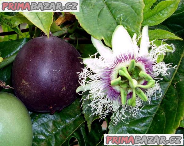 Passiflora Edulis - semena