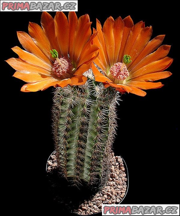 Kaktus Echinocereus loydii SB 731 Pecos Texas - semena