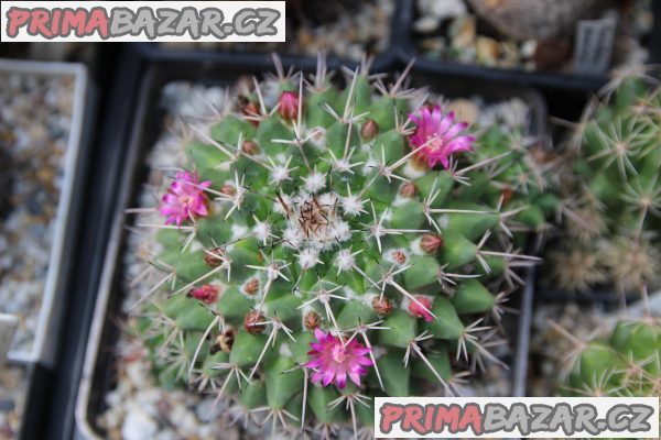 mammillaria-magnimamma-gracilis-geminispina-prolifera-elongata-aloe-vera