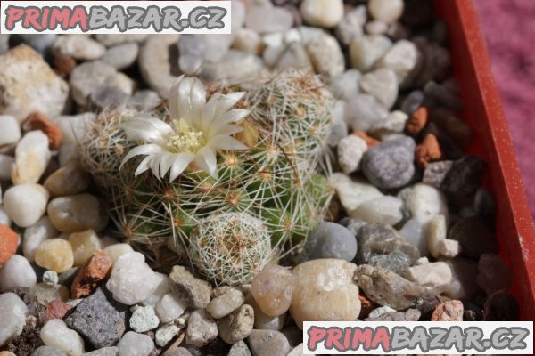 Mammillaria magnimamma, gracilis, geminispina, prolifera, elongata, aloe vera