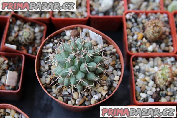 Mammillaria magnimamma, gracilis, geminispina, prolifera, elongata, aloe vera