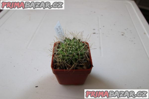 Mammillaria magnimamma, gracilis, geminispina, prolifera, elongata, aloe vera