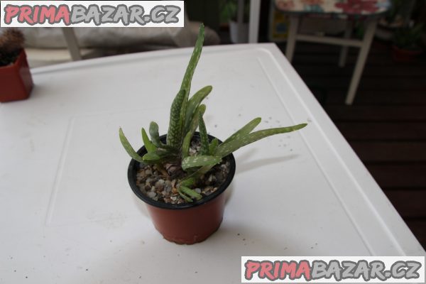 Aloe vera, ciliaris, arborescens, sedum morgianum, haworthie, bryophylum Aloe vera, ciliaris, arborescens, sedum morgianum, haworthie, bryophylum