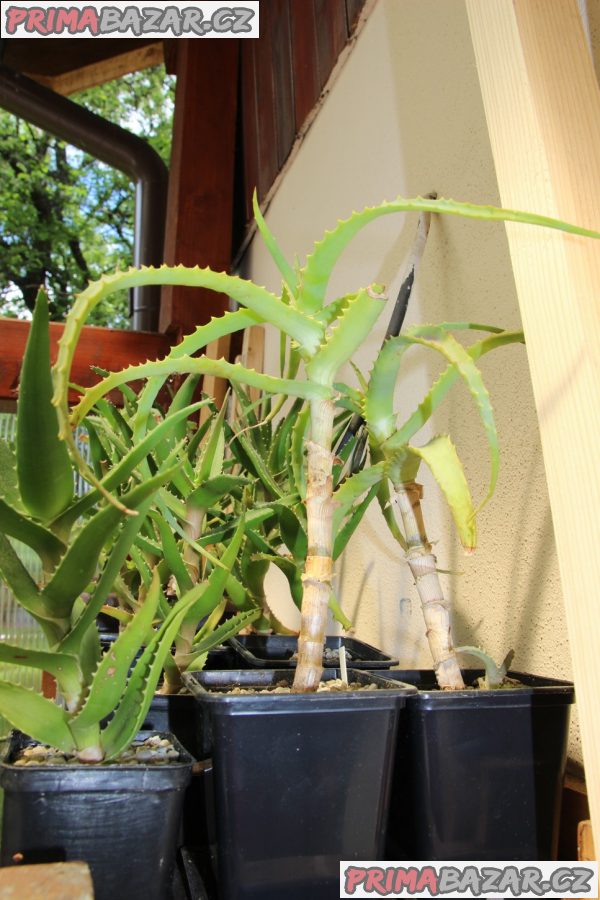 Aloe vera, ciliaris, arborescens, sedum morgianum, haworthie, bryophylum