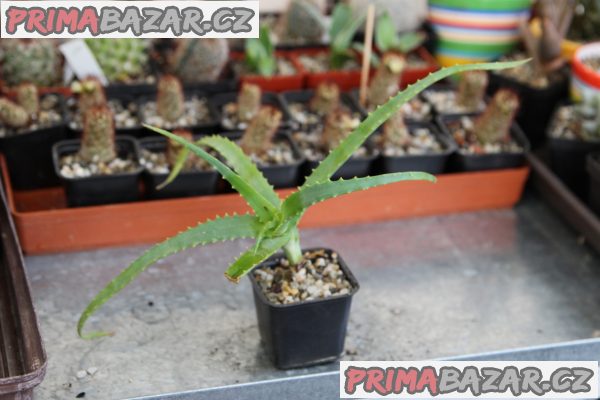 Aloe vera, ciliaris, arborescens, sedum morgianum, haworthie, bryophylum