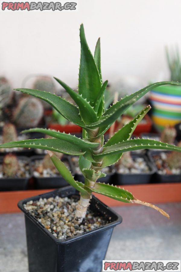 Aloe vera, ciliaris, arborescens, sedum morgianum, haworthie, bryophylum