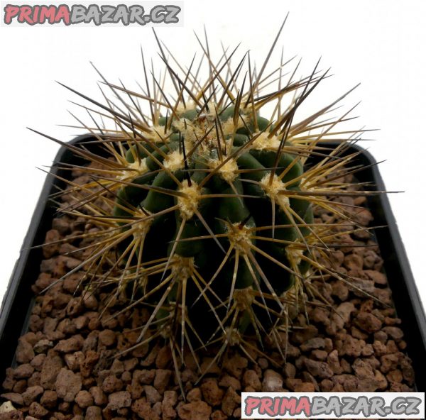 acanthocalycium-griseum-p-49-semena