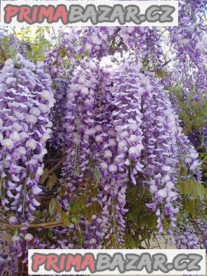 Wisteria Sinensis - semena