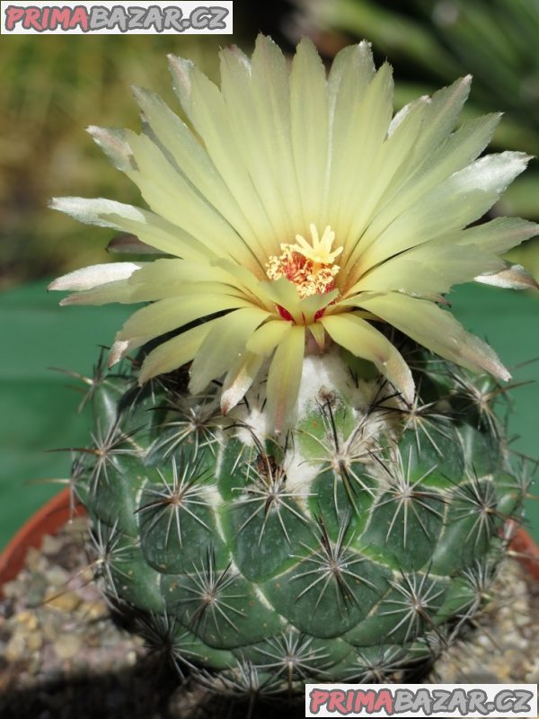 Kaktus Coryphantha palmeri - semena