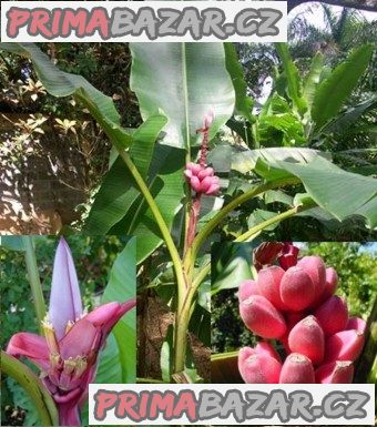 Banánovník Musa Velutina - semena