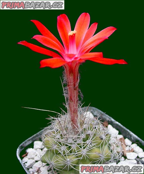 kaktus-matucana-krahnii-semena