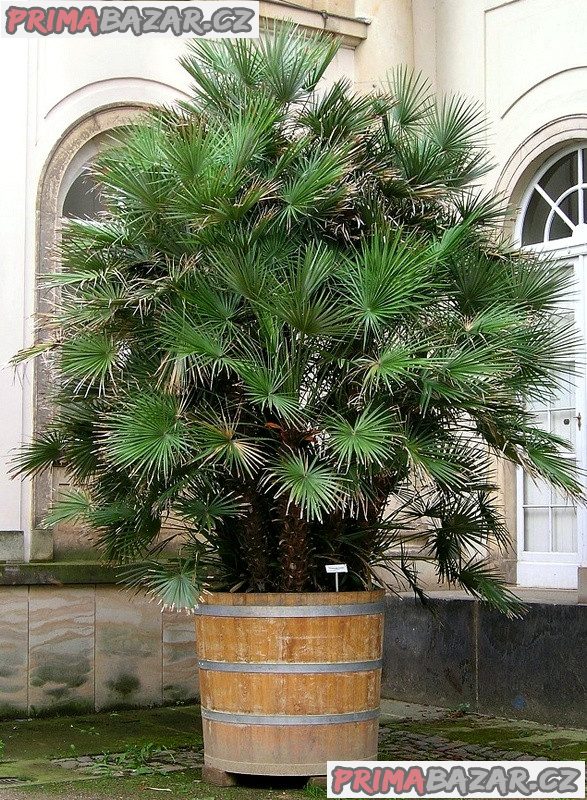 Chamaerops Humilis - naklíčená semena