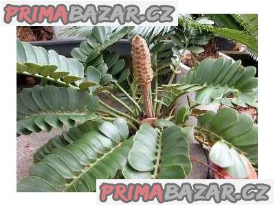 Cycas Zamia Furfuracea - naklíčená semena