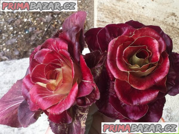 cekanka-rosa-di-treviso-semena