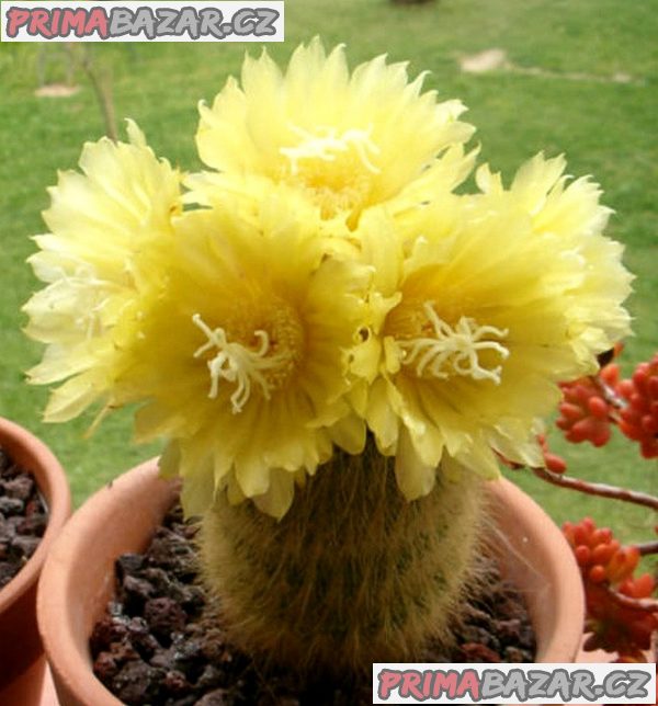 Kaktus Eriocactus leninghausii - semena