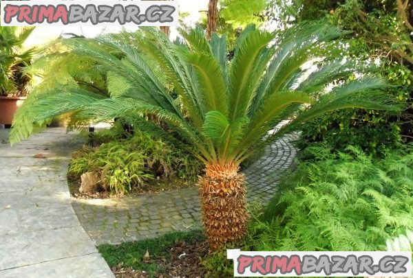 Cycas Revoluta - akce - 50 naklíčených semen