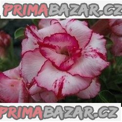Adenium Lady Gaga - semena Adenium Lady Gaga - semena