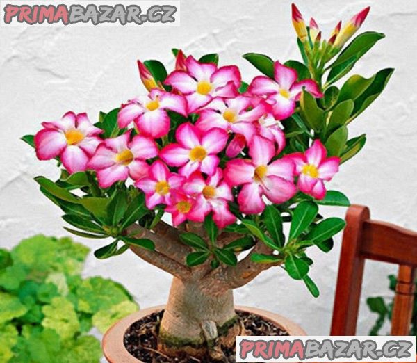 Adenium Pink - semena