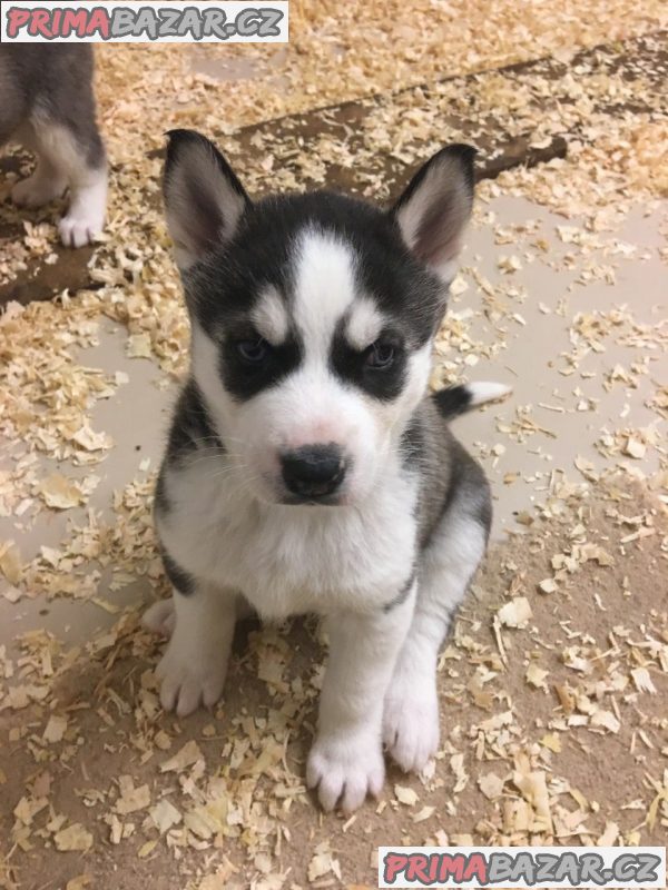 Krásná štěňátka sibiřského husky na prodej