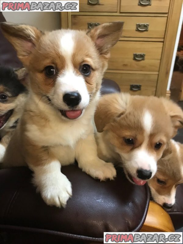 Pembroke welsh corgi nádherná štěňátka.