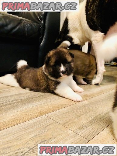 Mám zkontrolovat Akita štěňata na prodej