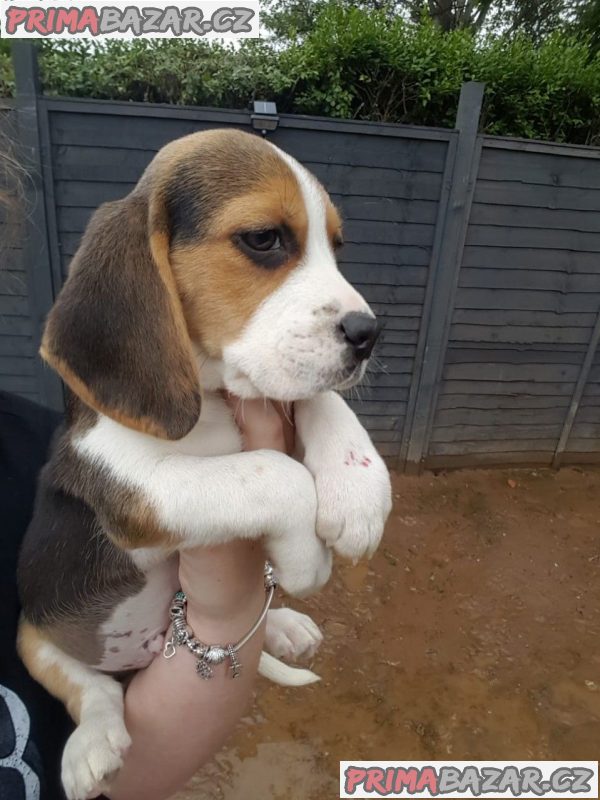 Krásná beagle štěňata na prodej