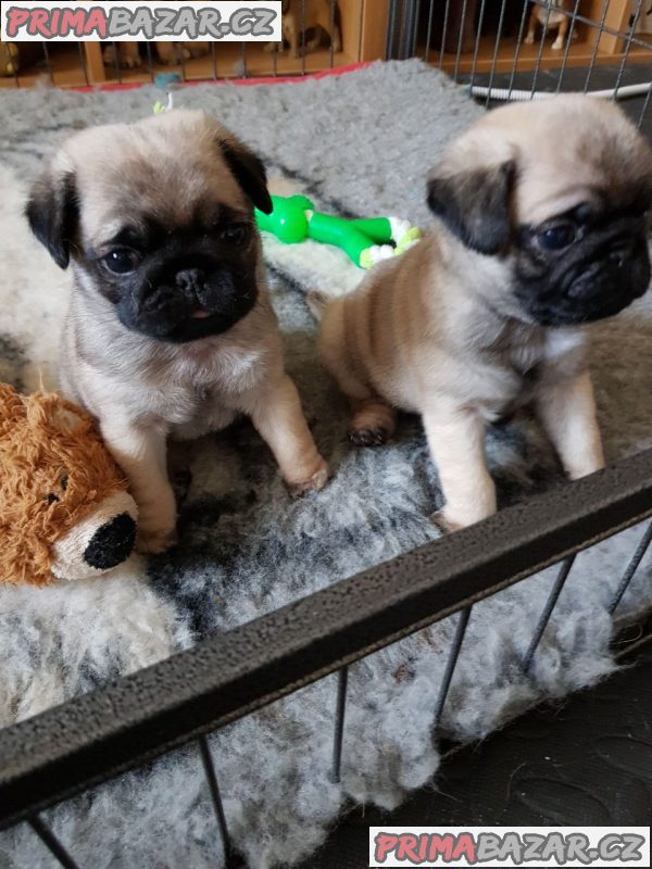 Nádherná štěňátka Pug na prodej Nádherná štěňátka Pug na prodej