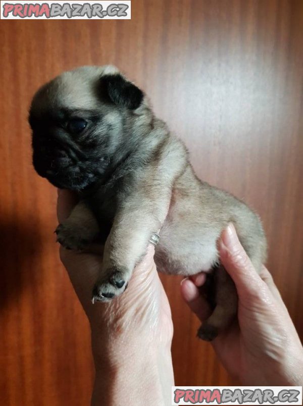 Nádherná štěňátka Pug na prodej