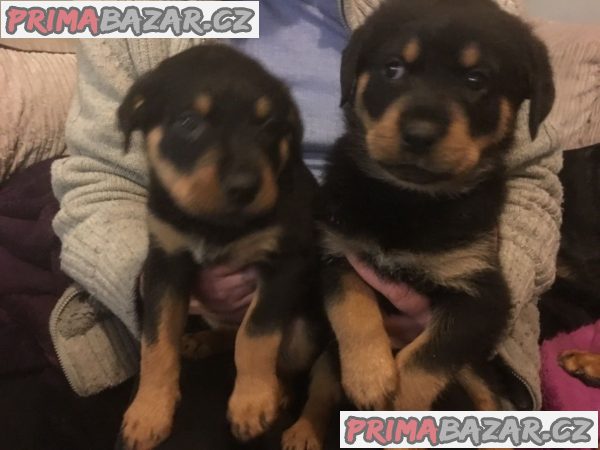 Out Standing Rottweiler Puppies K dispozici na prodej