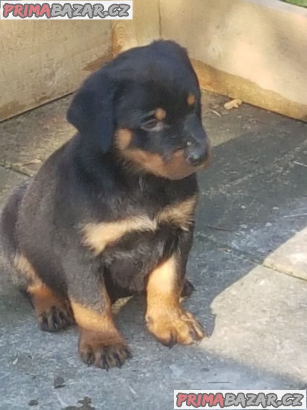 Out Standing Rottweiler Puppies K dispozici na prodej