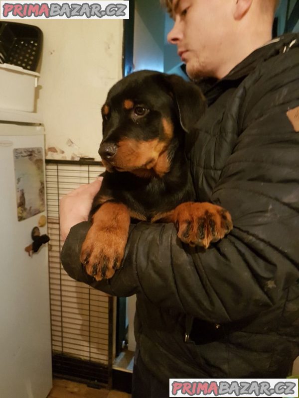 Out Standing Rottweiler Puppies K dispozici na prodej